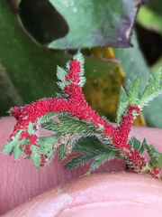 Synchytrium papillatum