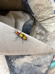 Tegrodera aloga