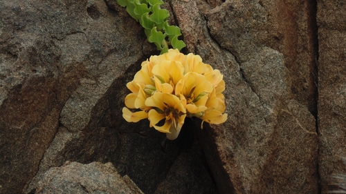 Bomarea ovallei, photograph 6