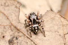 Habronattus fallax