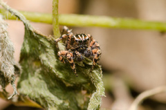 Habronattus fallax