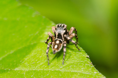 Habronattus fallax