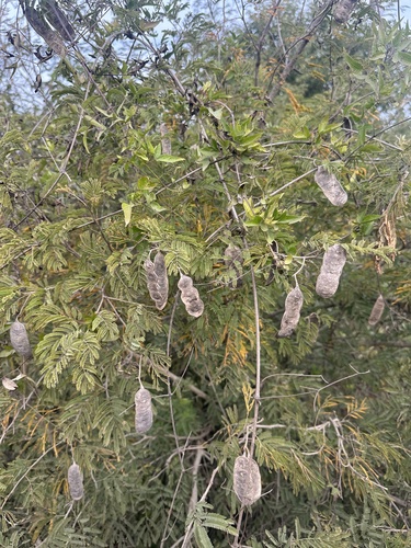 Senegalia bonariensis, photograph 3