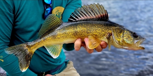 Walleye