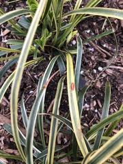 Colletotrichum liriopes