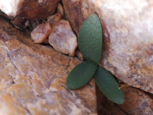 Brunsvigia namaquana
