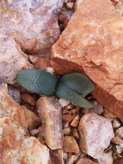 Brunsvigia namaquana