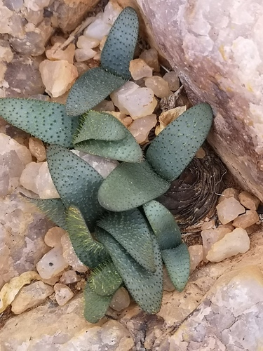 Brunsvigia namaquana