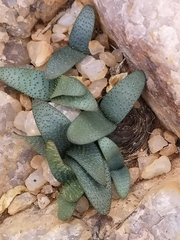 Brunsvigia namaquana