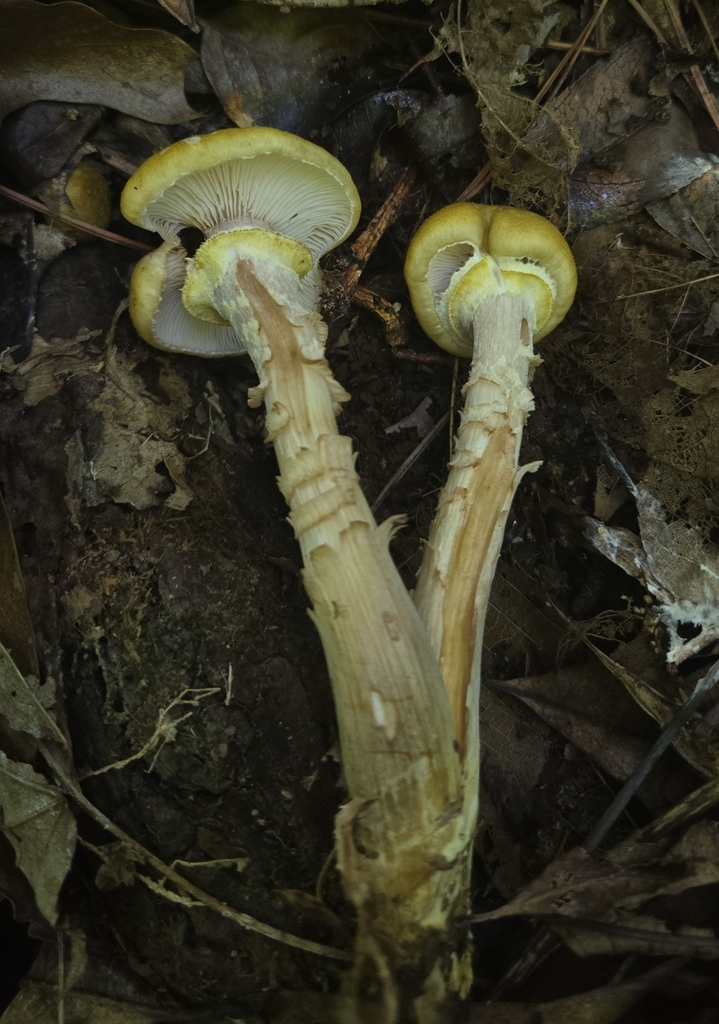 Honey Mushroom
