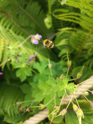 Early Bumble Bee