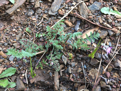 Synchytrium papillatum