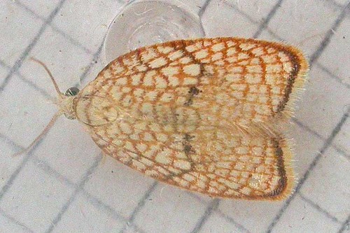 Maple Leaftier Moth, photo 5 of 10