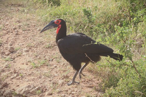 Southern Ground Hornbill (Bucorvus leadbeateri), photo 4