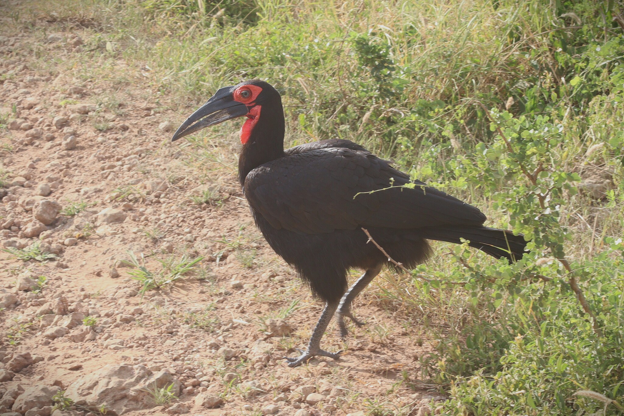 Southern Ground Hornbill (Bucorvus leadbeateri), photo 4