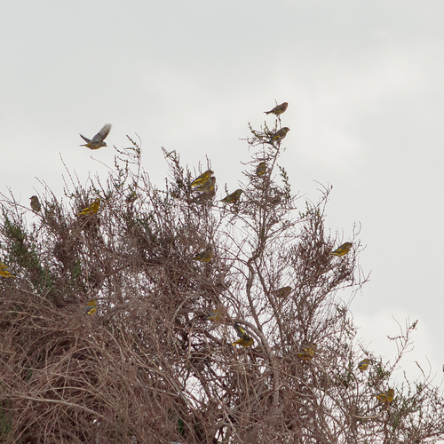 European Greenfinch