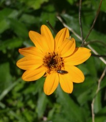 Acmaeodera