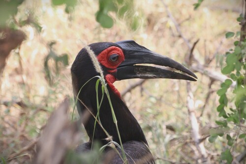 Southern Ground Hornbill (Bucorvus leadbeateri), photo 5