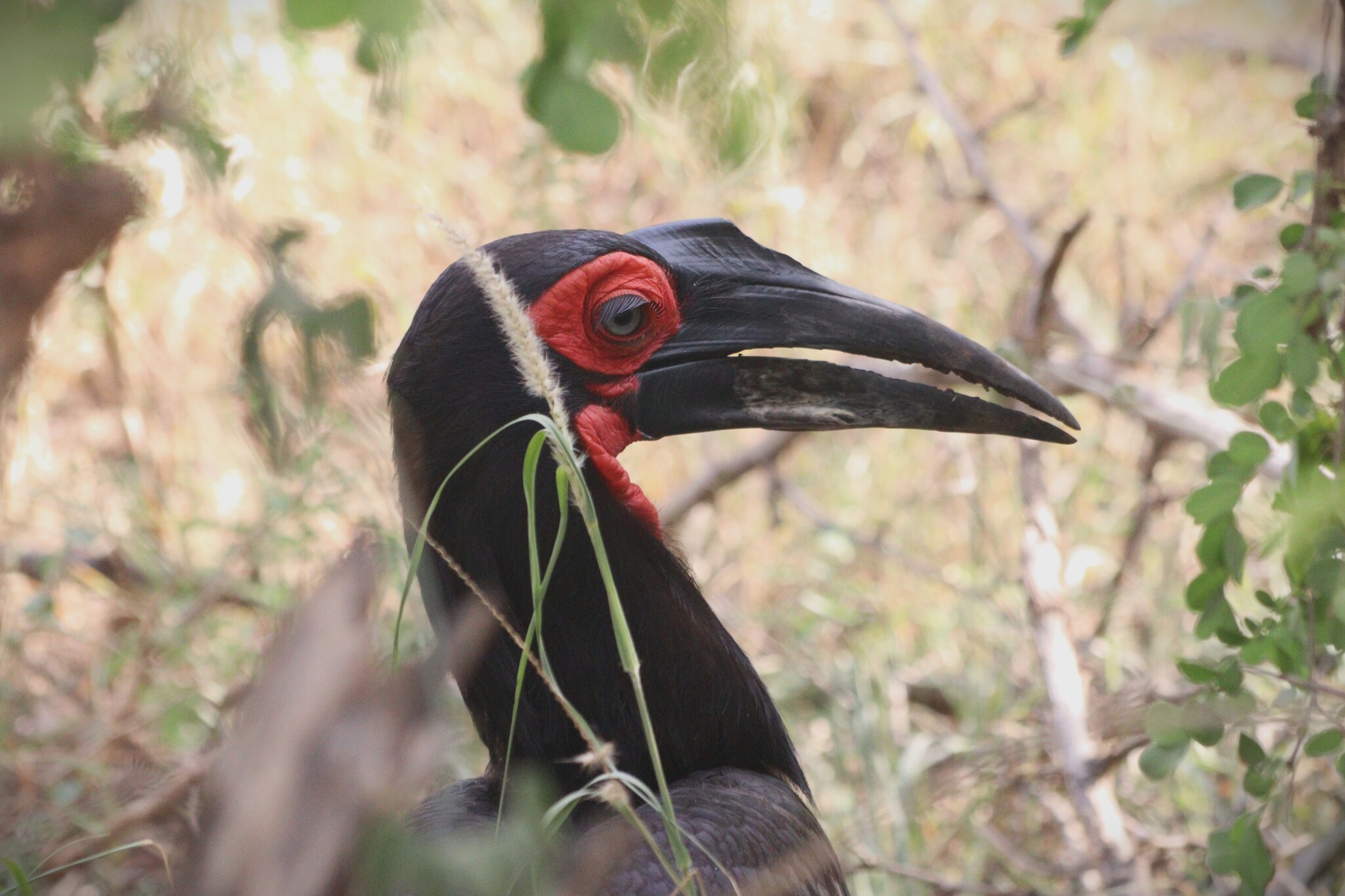Southern Ground Hornbill (Bucorvus leadbeateri), photo 5