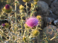 Cirsium rhaphilepis