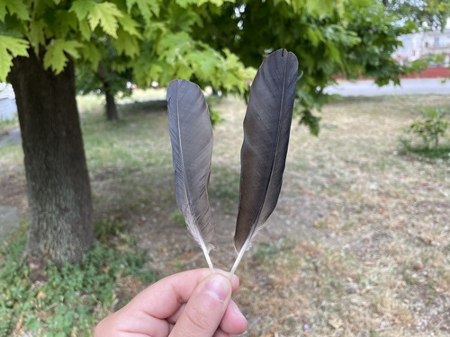 Plume de Choucas des tours