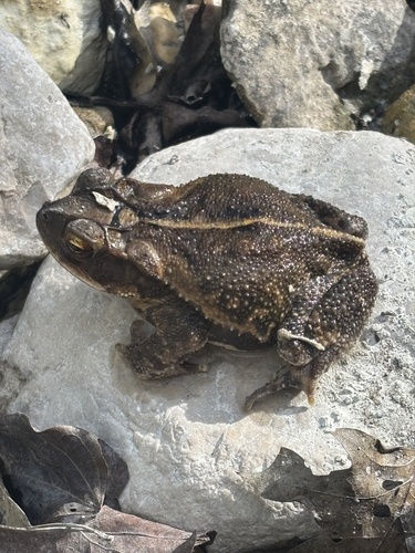 Gulf Coast Toad