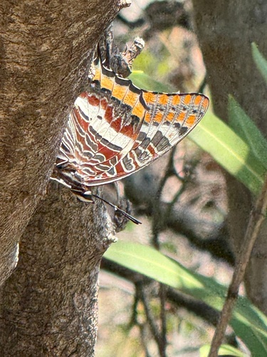 Two-tailed Pasha