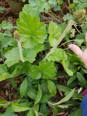 Heuchera richardsonii