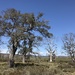Eucalyptus gunnii - Photo (c) Dean Nicolle,  זכויות יוצרים חלקיות (CC BY-NC), uploaded by Dean Nicolle
