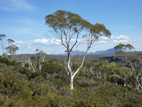 Eucalyptus coccifera Hook.fil.