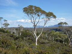 Eucalyptus coccifera