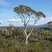 Tasmanian Snow Gum - Photo (c) Dean Nicolle, some rights reserved (CC BY-NC), uploaded by Dean Nicolle