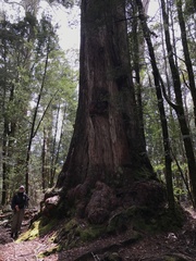 Eucalyptus tasmaniensis