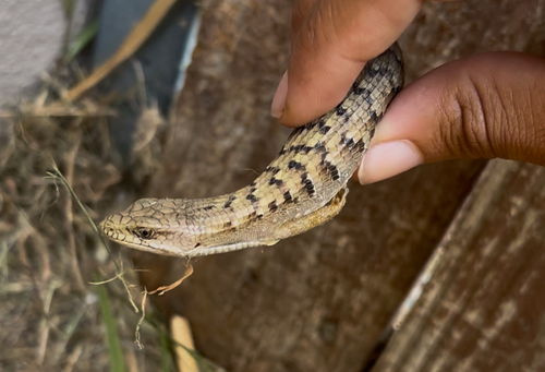 San Diego Alligator Lizard
