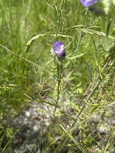 Phacelia Lineal