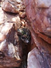 Crassula sericea sericea