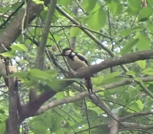 Great Spotted Woodpecker