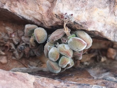 Crassula sericea sericea