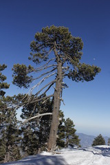 Pinus hartwegii