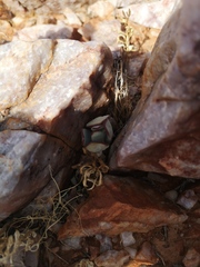 Crassula sericea sericea