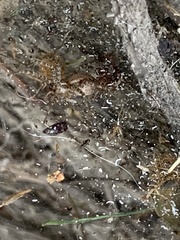 Agelenidae