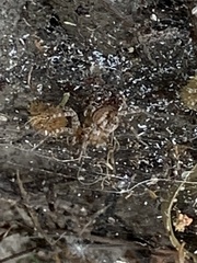 Agelenidae