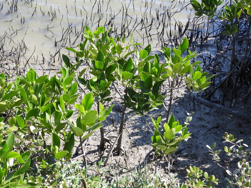 spotted mangrove