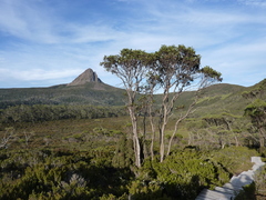 Eucalyptus subcrenulata