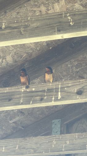 Barn Swallow