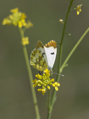 Anthocharis euphenoides