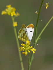 Anthocharis euphenoides