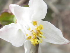 Deutzia uniflora