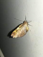 Earophila badiata