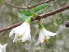 Deutzia uniflora